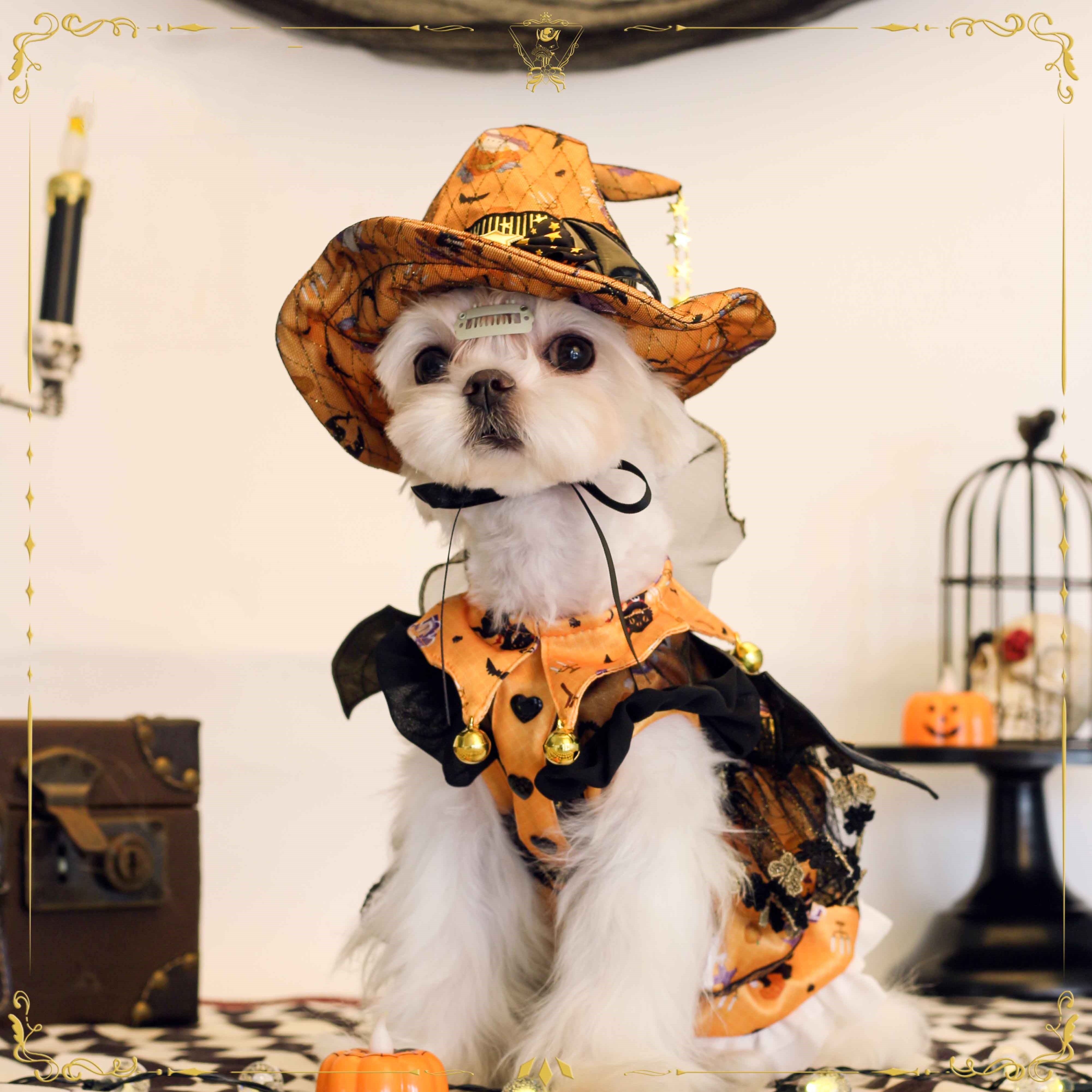 Pet dogs, cats, Halloween magic, Bichon Pomeranian, fashion brand Christmas pet clothes