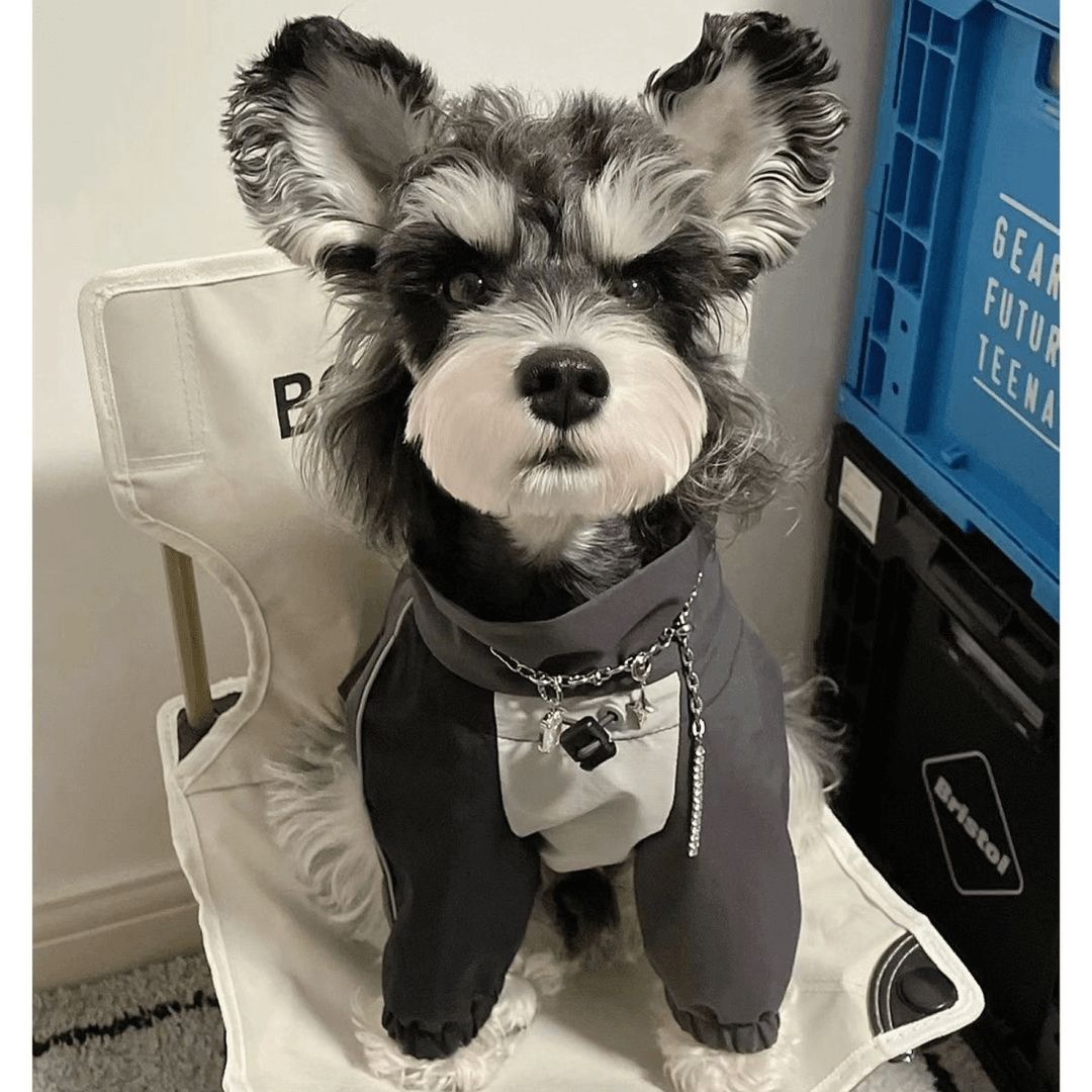 Cat small dog outdoor jacket