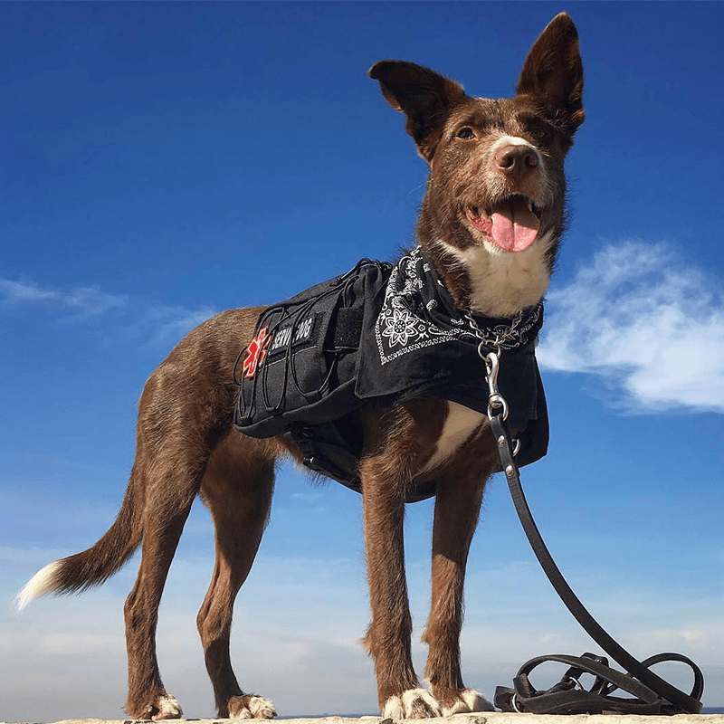 Tactical dog vest style dog walking harness  new