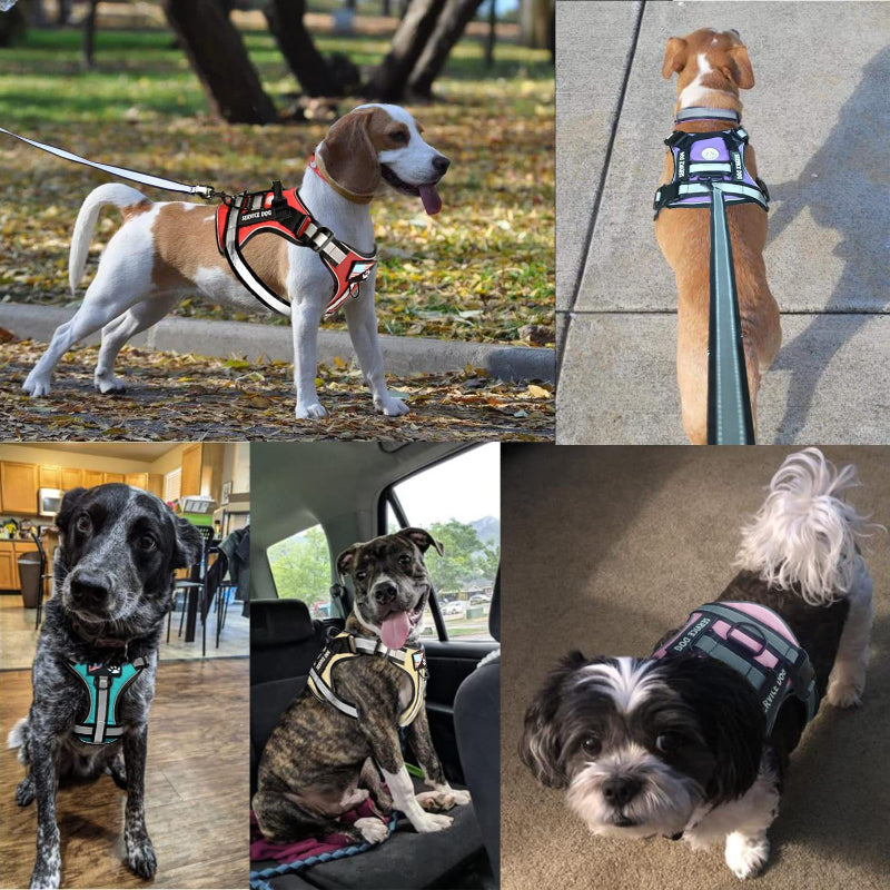 Dog outdoor training harness