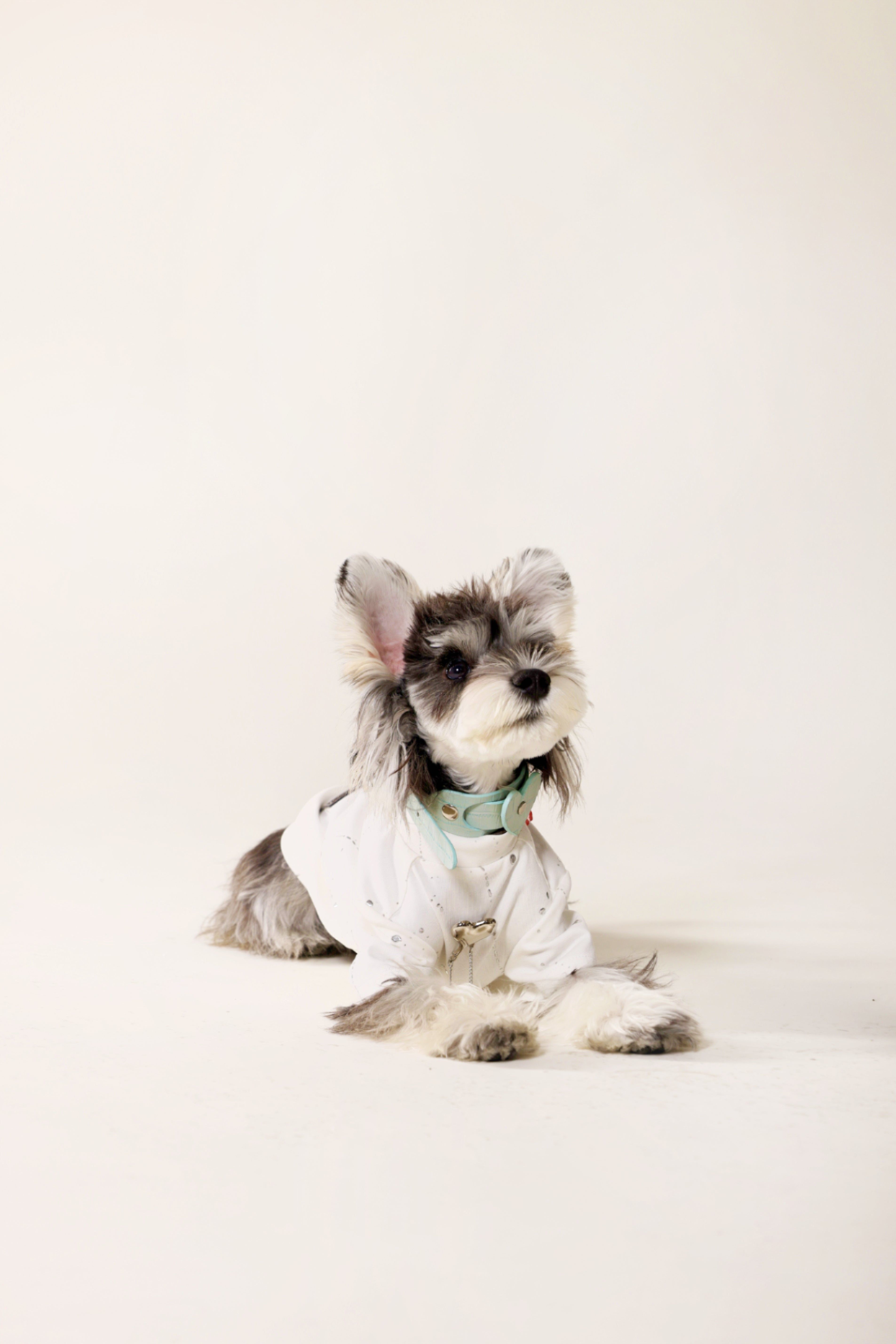 Trendy pet love metal tassel cotton patchwork T-shirt