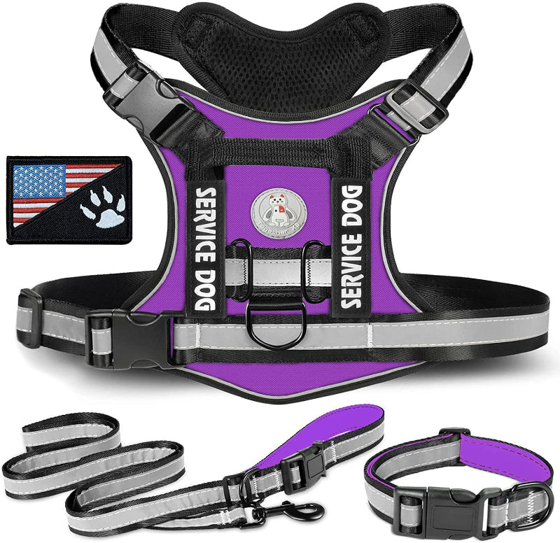 Dog outdoor training harness